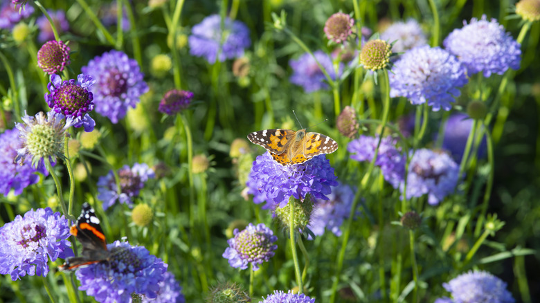 A garden with pincushions and butterflies