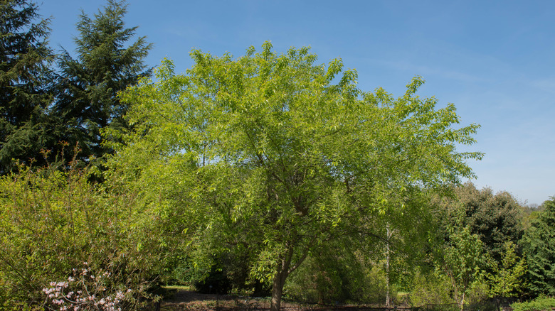 Black cherry tree beside evergreens and other companion plants