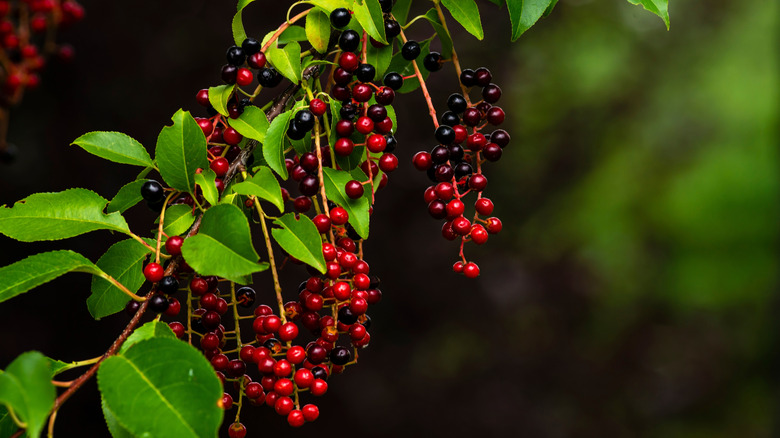 close up of black cherry tree with cherries that are beginning to ripen