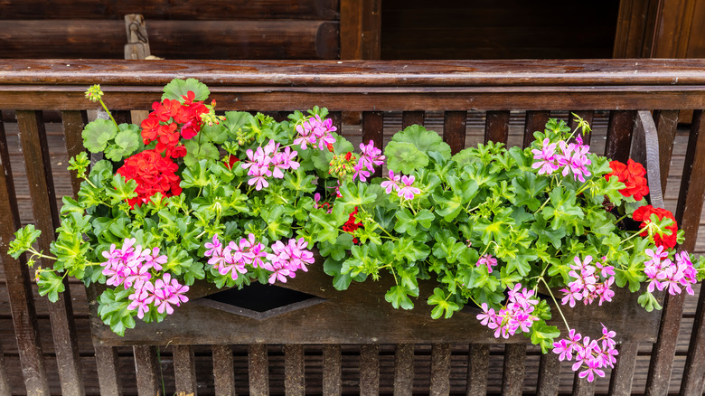 Geraniums in a planter