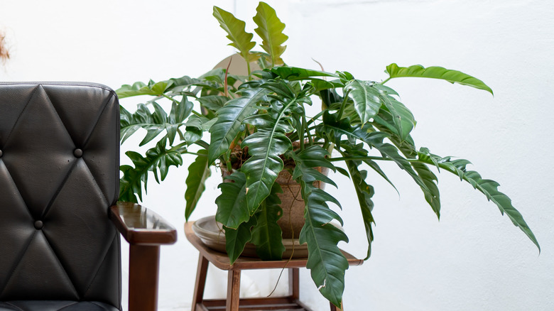 Jungle boogie plant on side table