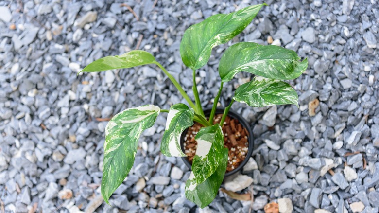 potted monstera lechleriana