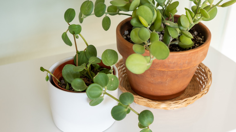 two potted peperomia hope plants