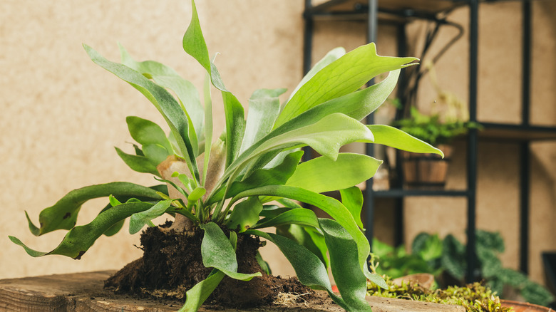 staghorn fern without flower pot