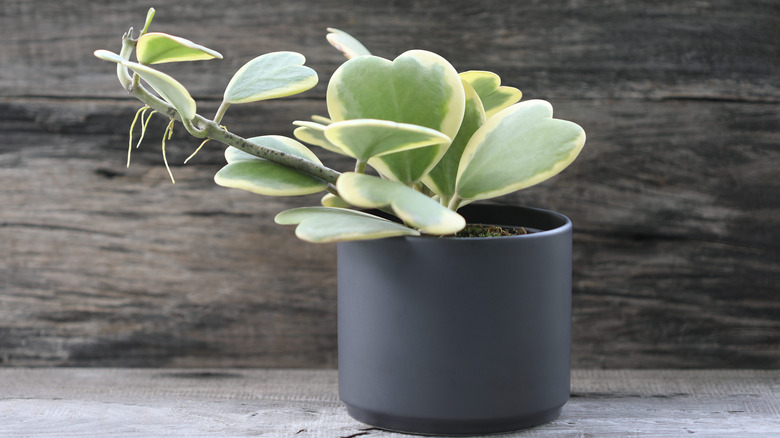 sweetheart hoya in flower pot