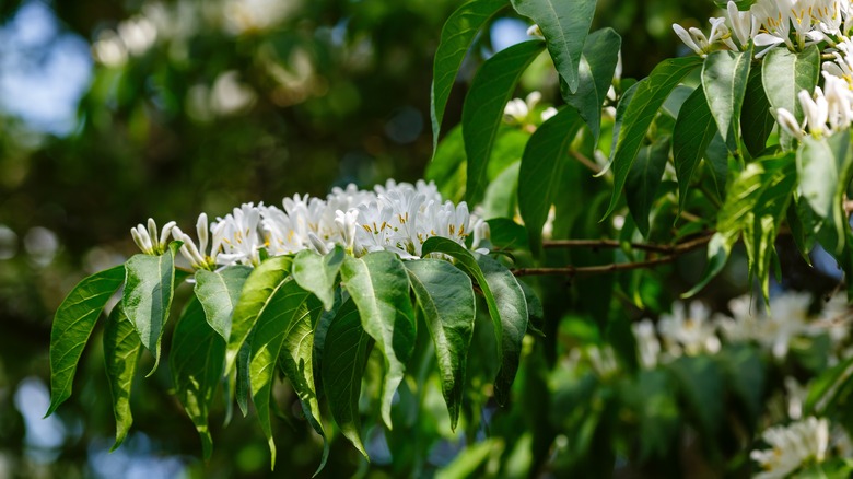 A sprig of Lonicera maackii in bloom