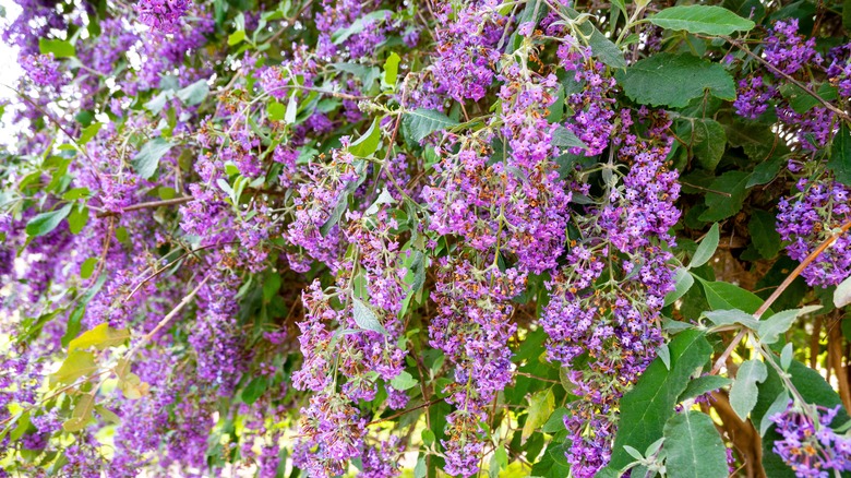 Closeup of purple Buddleia davidii blooms