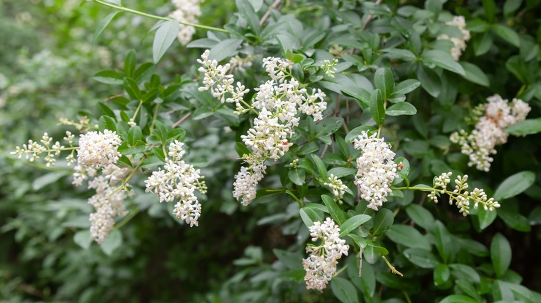 White ligustrum sinense blossoms