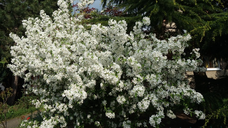 White Malus spp flowers in bloom