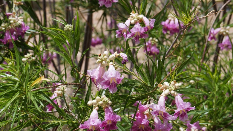 Multiple purple Chilopsis linearis flowers in bloom