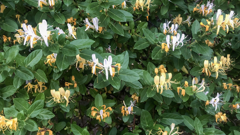 Lonicera japonica in bloom