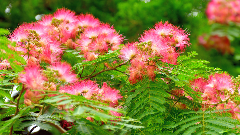 Multiple Albizia julibrissin flowers in bloom