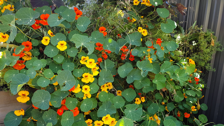 An overgrown patch of nasturtium flowers