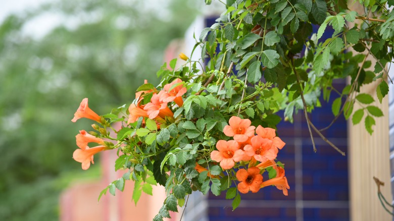 Orange Campsis radicans flowers hanging over a fence