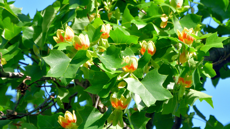 Multiple Liriodendron tulipifera flowers in bloom on branches