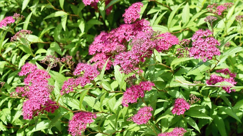 Invasive Japanese spirea shrub in the sunshine