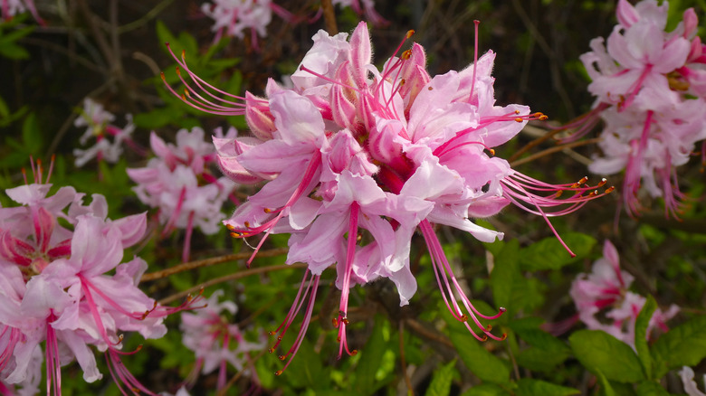 Closeup of pink azalea