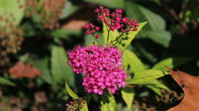 Closeup of rose meadowsweet flower