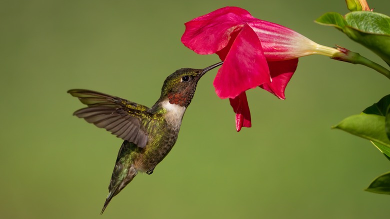 Hummingbird feeding from petunia 