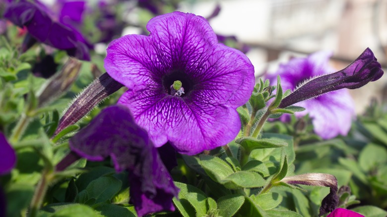 Purple petunia