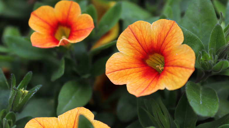 Orange petunias