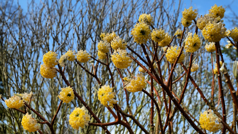 Yellow Chinese paperbush plant in the winter