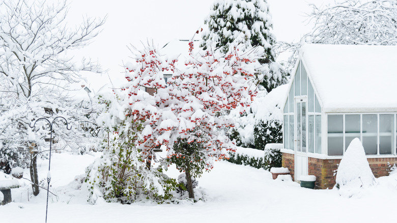 A winter garden and a greenhouse covered in snow.