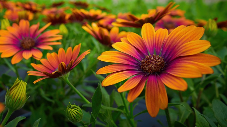 Multi-color African daisies