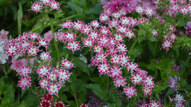 Multi-color phlox