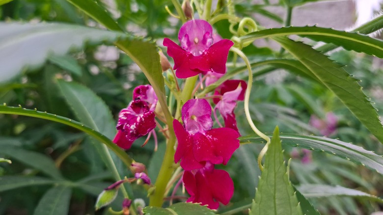 Red and pink Impatiens balsamina