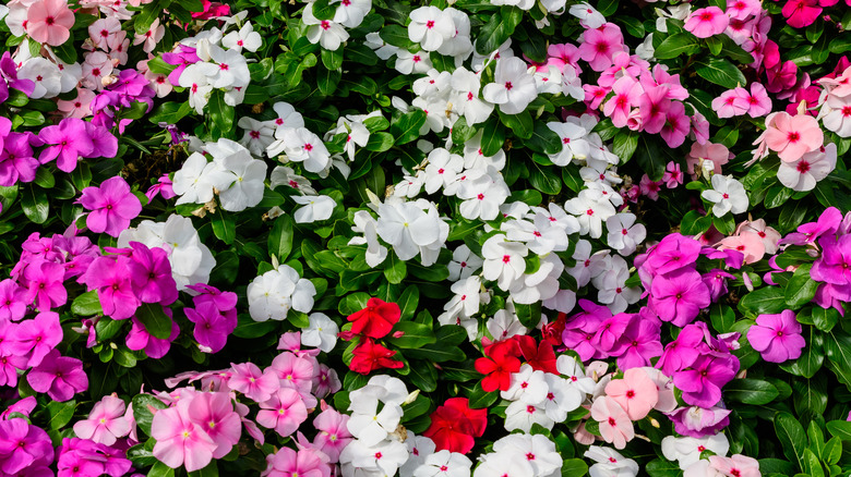 white and pink Impatiens walleriana