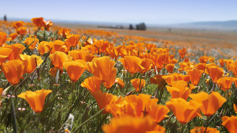 Field of California poppies