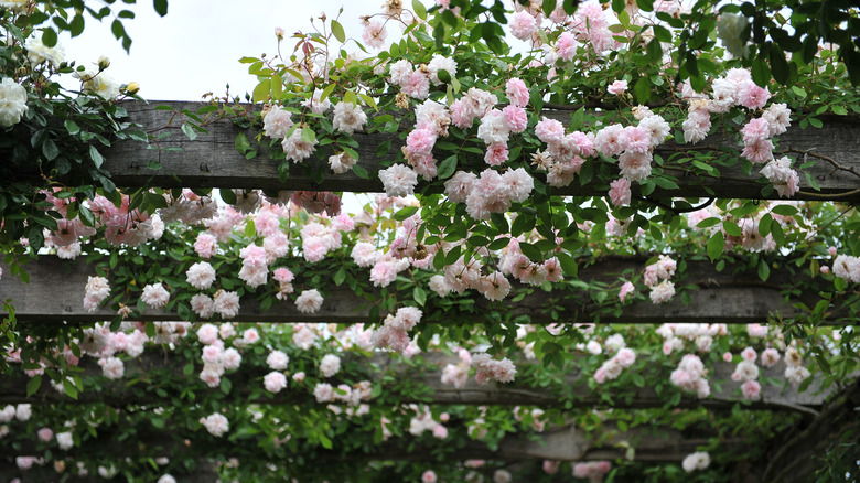 Cecile Brunner climbing rose