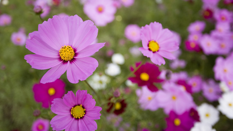 Pink cosmos flowers