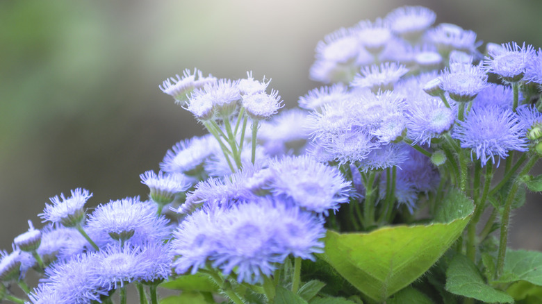 Clusters of floss flowers