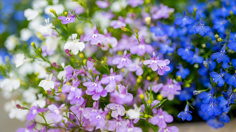 Variety of Lobelia flower colors