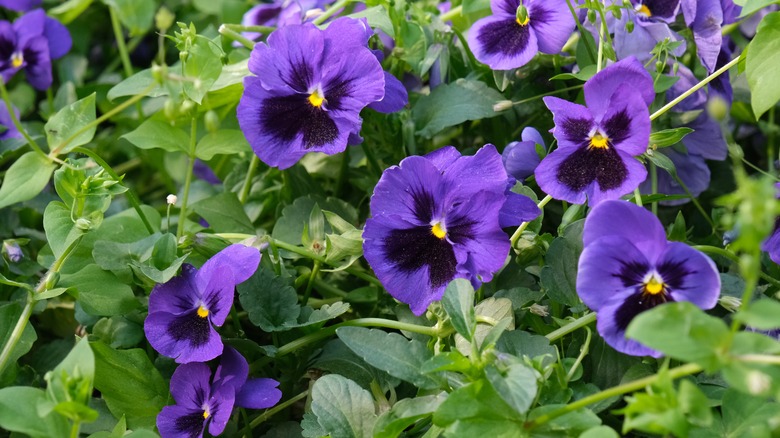 Purple pansies