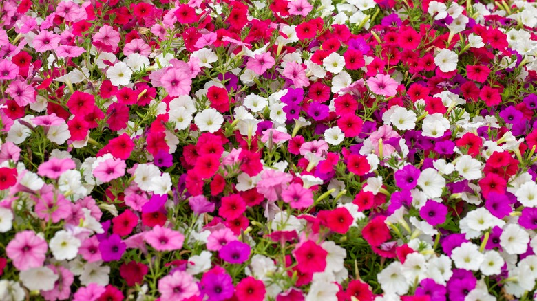 pink red and white petunias