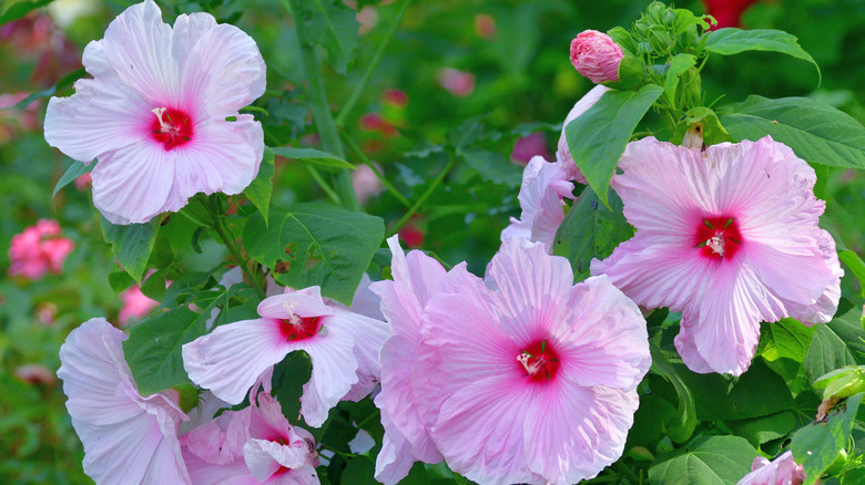 Light pink rose mallow