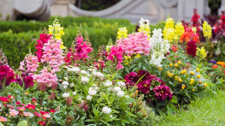 Colorful snapdragons