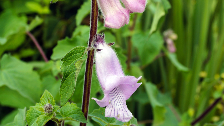 Light purple South African foxglove