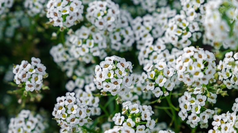 White sweet alyssums