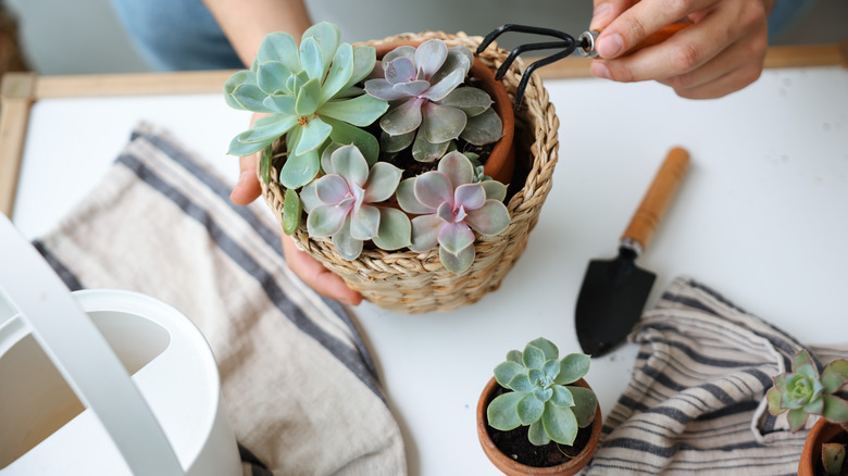 Person repotting echeveria