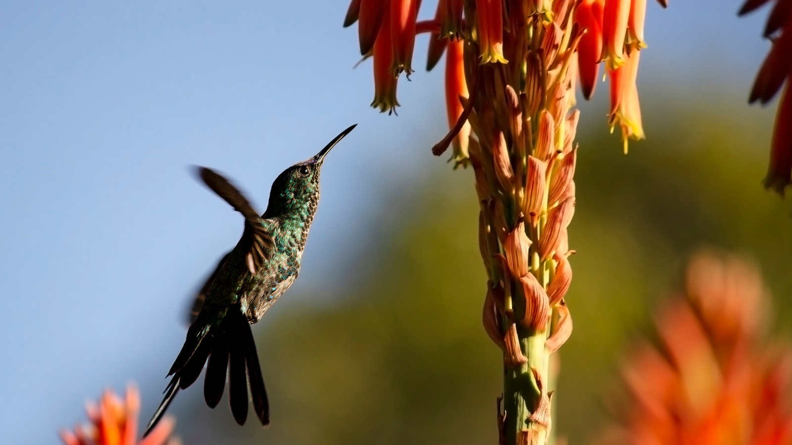 Beautiful Succulents That Hummingbirds Can't Get Enough Of