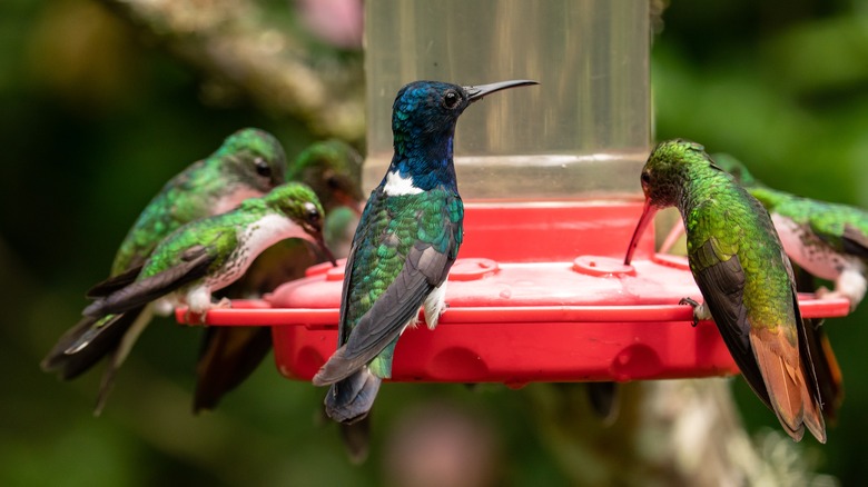 Hummingbirds on a bird feeder