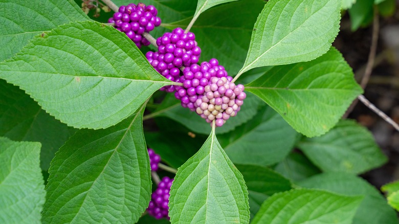 Purple American Beautyberry berries 