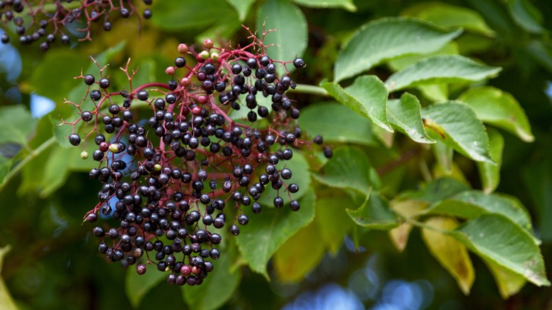 Elderberries hanging from a tree