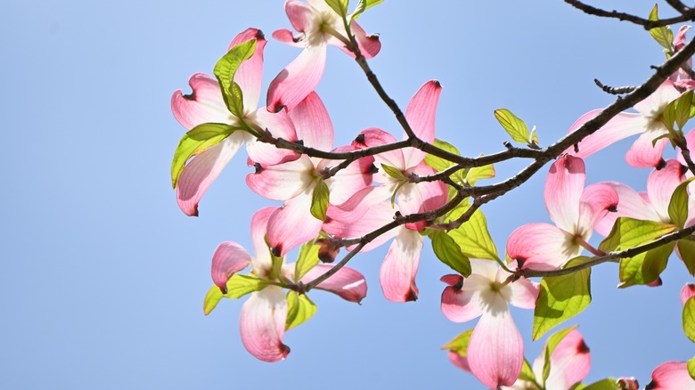 Flowering dogwood pink flowers