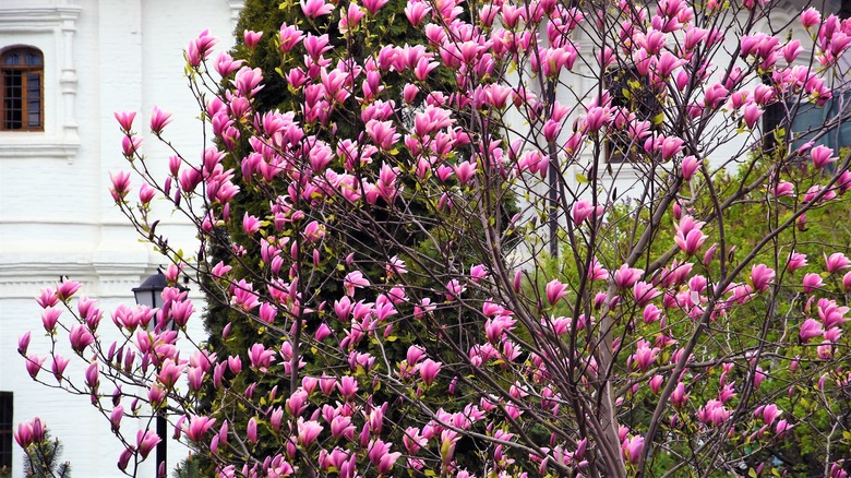 Blooming magnolia tree in garden