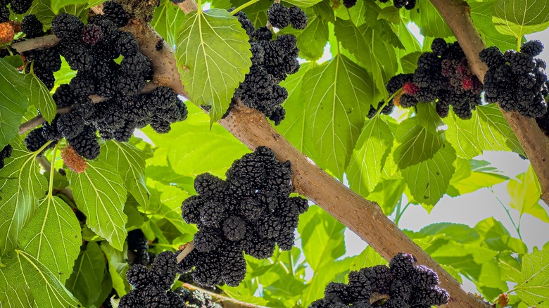 Black mullberry tree with berries